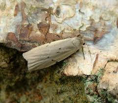 Attēlu rezultāti vaicājumam “Pelosia muscerda”