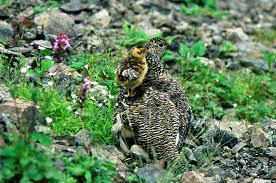 Image result for Lagopus muta