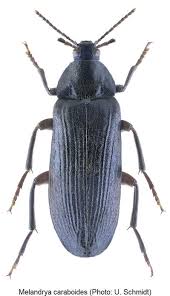 Attēlu rezultāti vaicājumam “Melandrya dubia”