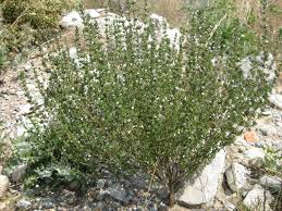 Image result for Satureja hortensis