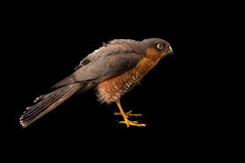 Attēlu rezultāti vaicājumam “Accipiter nisus”