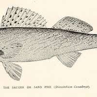 Image result for Sander canadensis