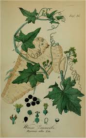 Attēlu rezultāti vaicājumam “Bryonia alba bud”