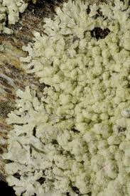 Attēlu rezultāti vaicājumam “Parmeliopsis ambigua”