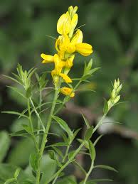Image result for Genista tinctoria