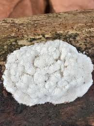 Attēlu rezultāti vaicājumam “Elmerina caryae”