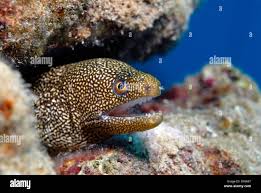 Image result for Gymnothorax vicinus