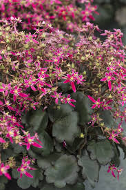 Attēlu rezultāti vaicājumam “Saxifraga cymbalaria flower”