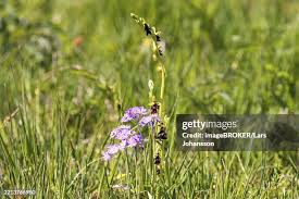 Attēlu rezultāti vaicājumam “Primula farinosa”