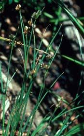 Attēlu rezultāti vaicājumam “Juncus gerardii bud”