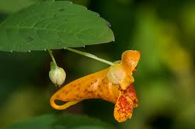 Attēlu rezultāti vaicājumam “Impatiens noli-tangere leaf”