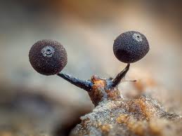 Attēlu rezultāti vaicājumam “Enerthenema papillatum spores”