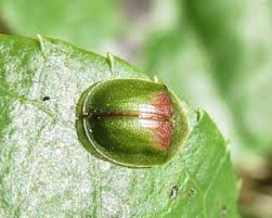 Attēlu rezultāti vaicājumam “Adoxus obscurus”