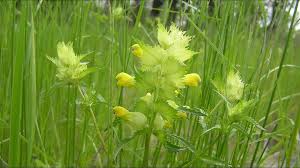 Attēlu rezultāti vaicājumam “Rhinanthus minor leaf”