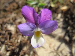 Attēlu rezultāti vaicājumam “Viola tricolor subsp. curtisii leaf”