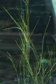 Attēlu rezultāti vaicājumam “Stuckenia filiformis bud”