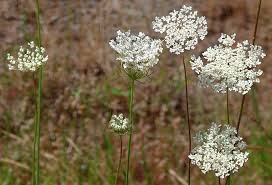 Image result for Daucus carota