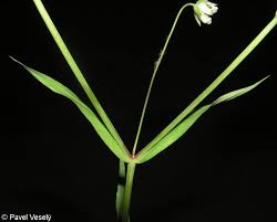 Attēlu rezultāti vaicājumam “Stellaria holostea fruit”
