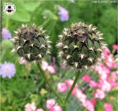 Attēlu rezultāti vaicājumam “Centaurea scabiosa bud”