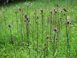 Attēlu rezultāti vaicājumam “Cirsium heterophyllum”