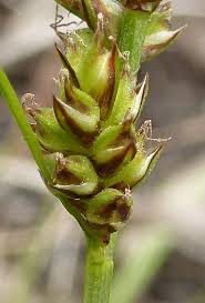 Attēlu rezultāti vaicājumam “Carex pilulifera”