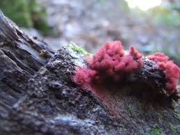 Attēlu rezultāti vaicājumam “Arcyria denudata stalked”