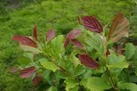 Attēlu rezultāti vaicājumam “Hamamelis vernalis”