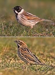 Attēlu rezultāti vaicājumam “Emberiza schoeniclus male”