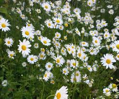 Image result for Leucanthemum vulgare