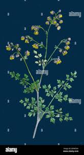 Attēlu rezultāti vaicājumam “Thalictrum minus”