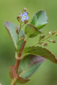 Attēlu rezultāti vaicājumam “Veronica beccabunga bud”