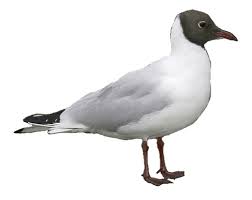 Image result for Chroicocephalus ridibundus