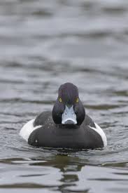 Attēlu rezultāti vaicājumam “Aythya fuligula male”