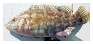 Image result for Symphodus bailloni