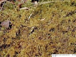 Attēlu rezultāti vaicājumam “Thuidium recognitum”