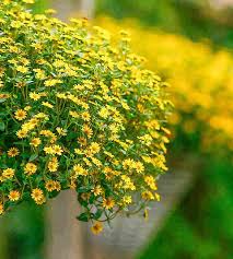 Image result for Sanvitalia procumbens