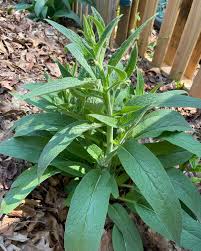 Image result for Symphytum officinale
