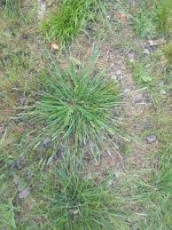 Attēlu rezultāti vaicājumam “Danthonia decumbens bud”