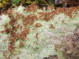 Attēlu rezultāti vaicājumam “Baeomyces rufus”