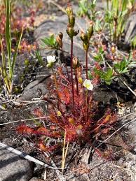 Attēlu rezultāti vaicājumam “Drosera anglica leaf”