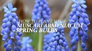 Attēlu rezultāti vaicājumam “Muscari armeniacum”