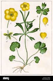 Attēlu rezultāti vaicājumam “Ranunculus auricomus flower”