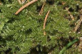 Attēlu rezultāti vaicājumam “Campylium stellatum”