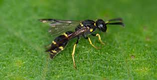 Attēlu rezultāti vaicājumam “Symmorphus sp.”