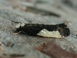 Attēlu rezultāti vaicājumam “Monopis monachella”