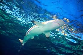 Image result for Carcharhinus perezii