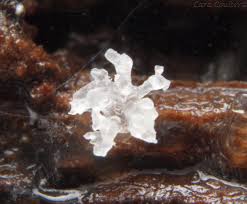 Attēlu rezultāti vaicājumam “Ceratiomyxa morchella stalked”