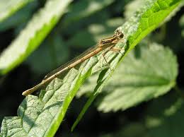 Attēlu rezultāti vaicājumam “Platycnemis pennipes”