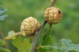 Attēlu rezultāti vaicājumam “Andricus foecundatrix”