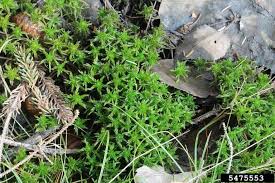 Attēlu rezultāti vaicājumam “Sphagnum girgensohnii”